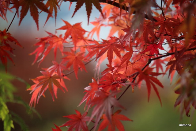 f:id:mimozaai:20181113191007j:plain