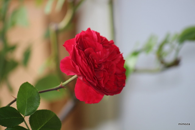 f:id:mimozaai:20181113191110j:plain