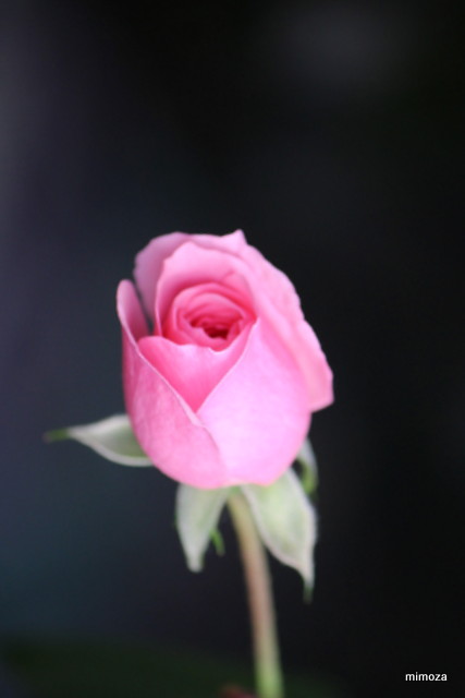 f:id:mimozaai:20181113191136j:plain