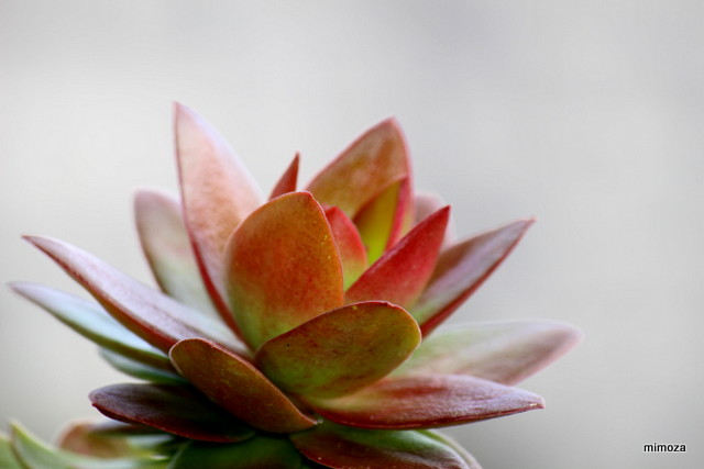 f:id:mimozaai:20181113191153j:plain