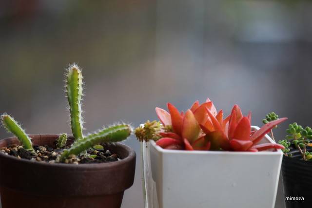 f:id:mimozaai:20181113191235j:plain