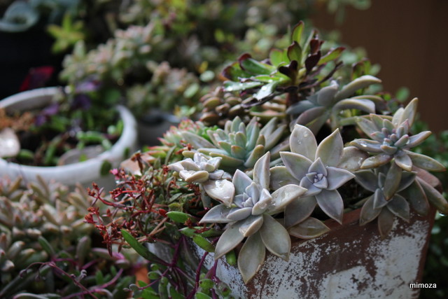 f:id:mimozaai:20181113191246j:plain