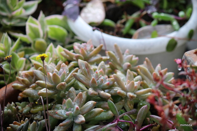 f:id:mimozaai:20181113191300j:plain