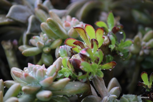 f:id:mimozaai:20181113191317j:plain