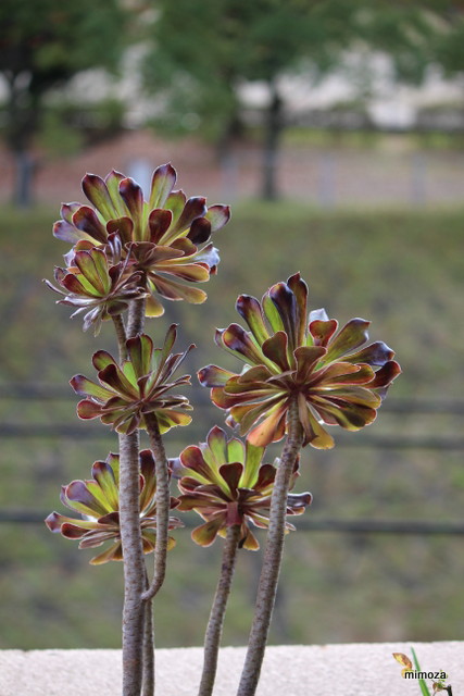 f:id:mimozaai:20181113191331j:plain