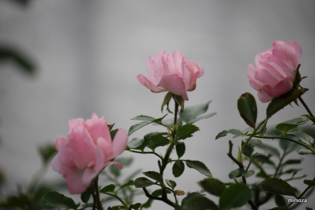 f:id:mimozaai:20181113191356j:plain