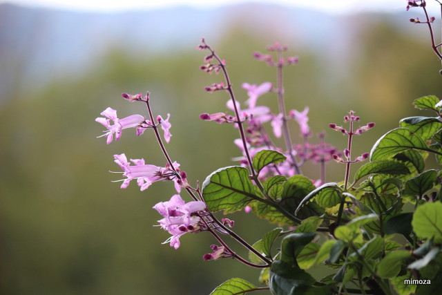 f:id:mimozaai:20181113191413j:plain