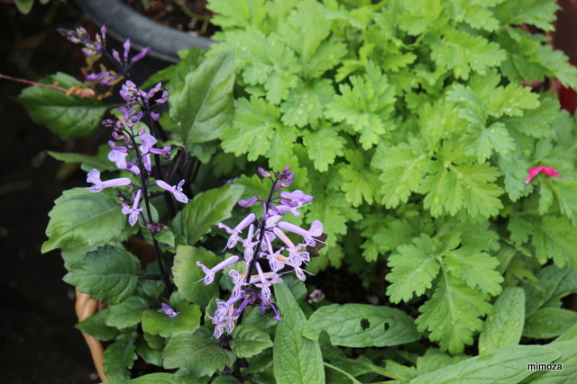 f:id:mimozaai:20181113191431j:plain