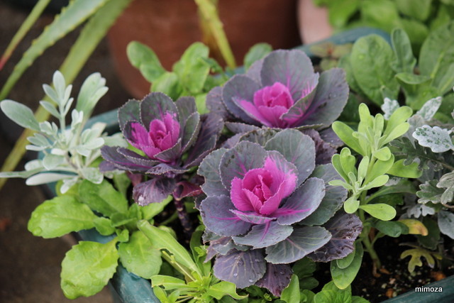 f:id:mimozaai:20181113191522j:plain