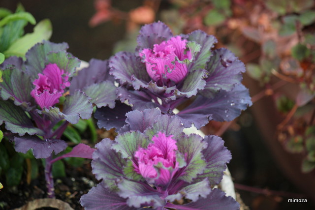 f:id:mimozaai:20181113191642j:plain