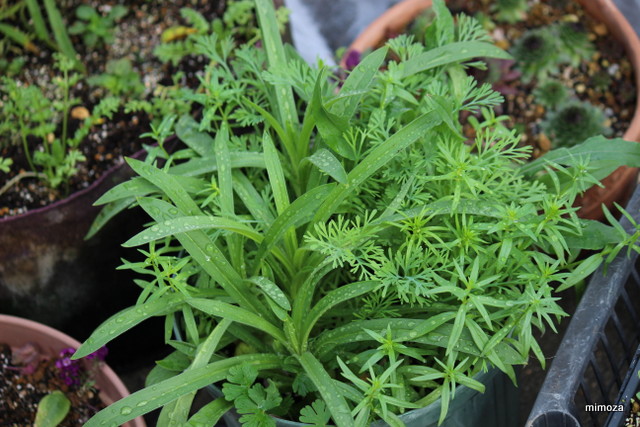 f:id:mimozaai:20181113191723j:plain