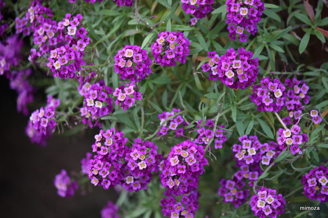 f:id:mimozaai:20181113191735j:plain