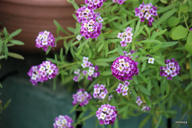 f:id:mimozaai:20181113191804j:plain