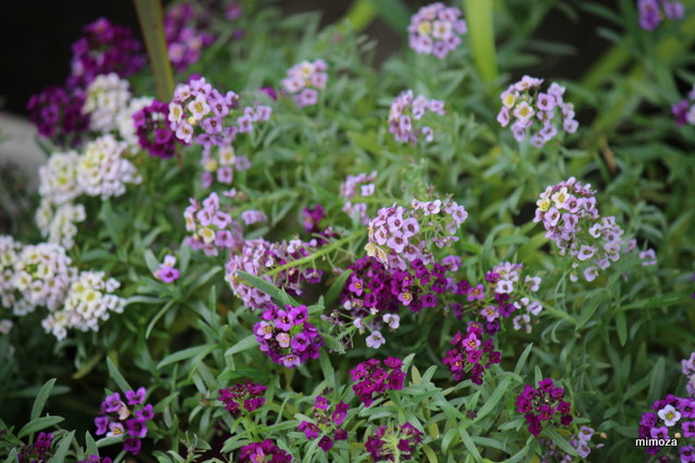 f:id:mimozaai:20181113191835j:plain