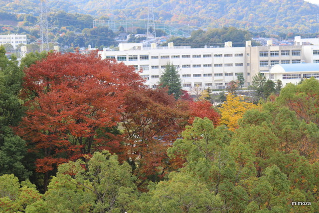 f:id:mimozaai:20181113191901j:plain