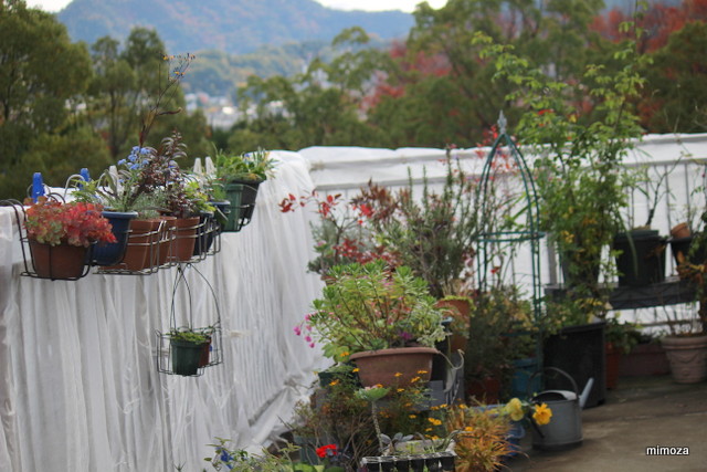 f:id:mimozaai:20181113200801j:plain