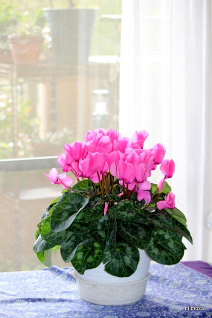 f:id:mimozaai:20181113200818j:plain