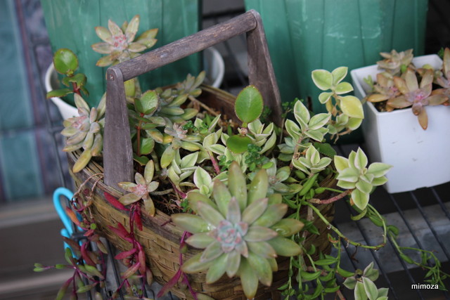 f:id:mimozaai:20181113200856j:plain