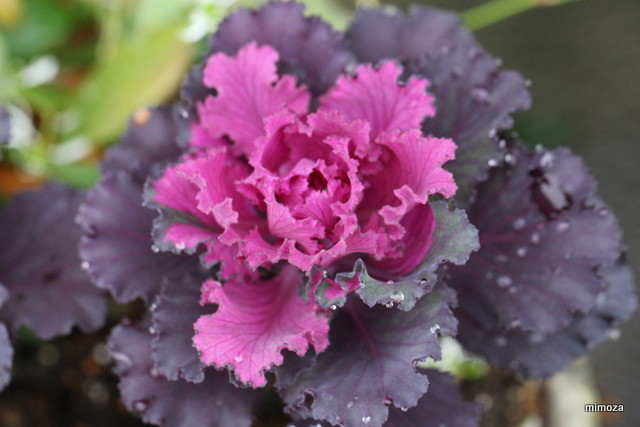 f:id:mimozaai:20181204202609j:plain