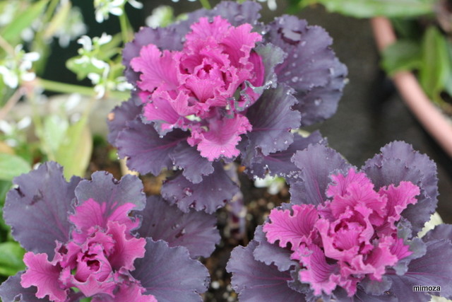 f:id:mimozaai:20181204202646j:plain