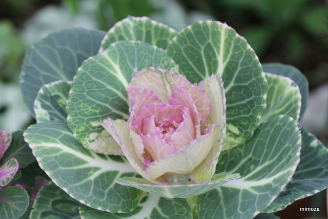 f:id:mimozaai:20181204202731j:plain