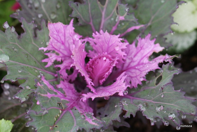 f:id:mimozaai:20181204202810j:plain