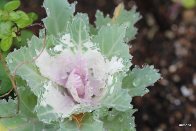 f:id:mimozaai:20181204203441j:plain