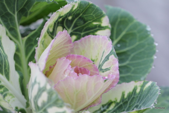 f:id:mimozaai:20181204203506j:plain