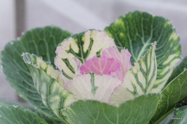 f:id:mimozaai:20181204203519j:plain