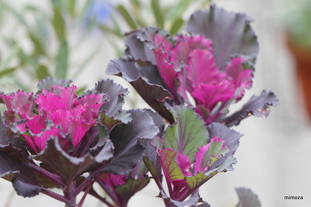 f:id:mimozaai:20181204203553j:plain