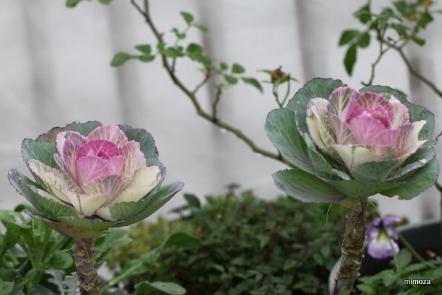 f:id:mimozaai:20181204203708j:plain