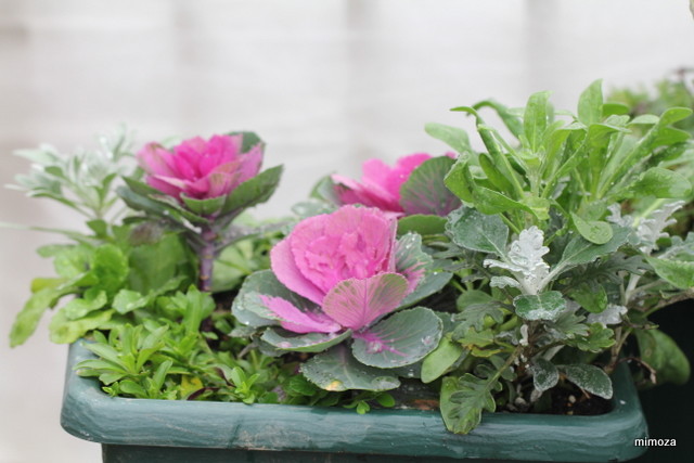 f:id:mimozaai:20181204203725j:plain