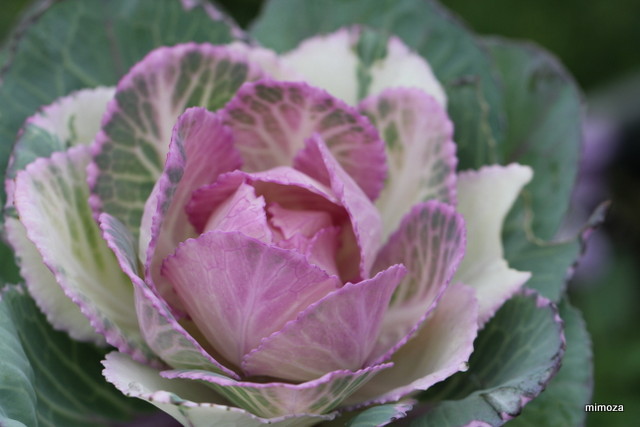 f:id:mimozaai:20181204203743j:plain