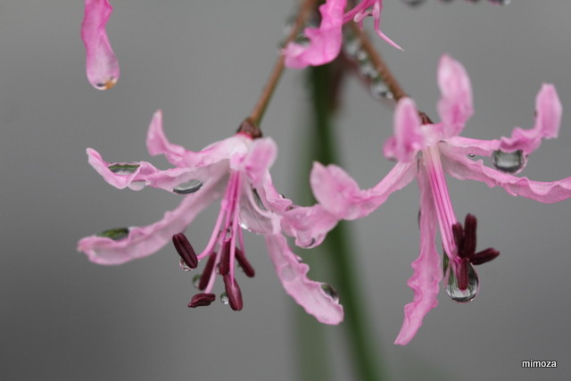 f:id:mimozaai:20181204203834j:plain