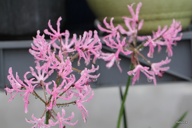 f:id:mimozaai:20181204203845j:plain