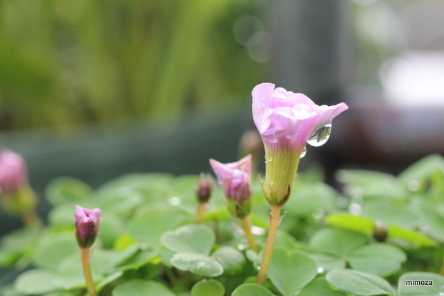 f:id:mimozaai:20181204203858j:plain