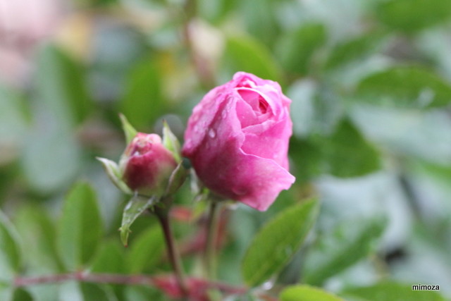 f:id:mimozaai:20181204203915j:plain