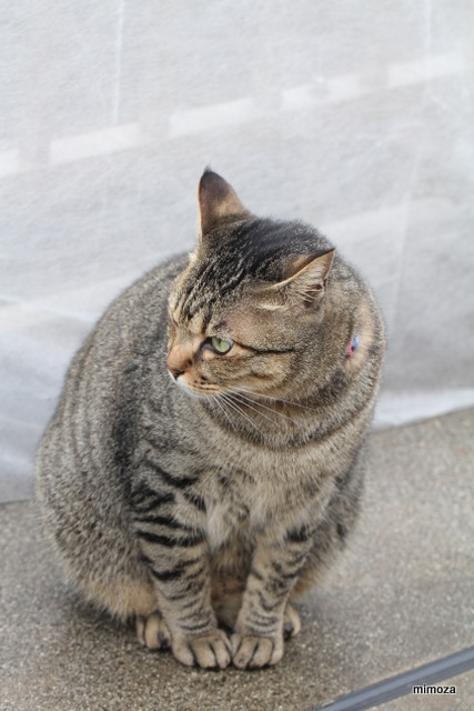 f:id:mimozaai:20181204210607j:plain