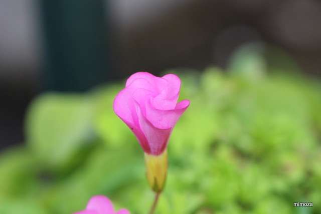 f:id:mimozaai:20190114214435j:plain