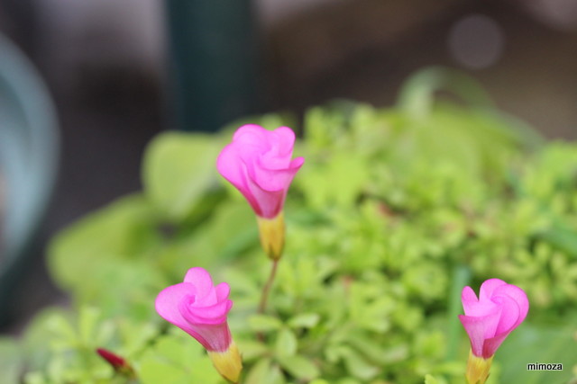 f:id:mimozaai:20190114214445j:plain