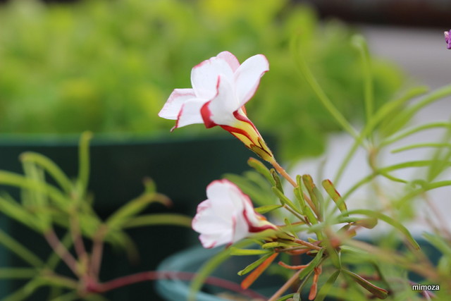 f:id:mimozaai:20190114214529j:plain