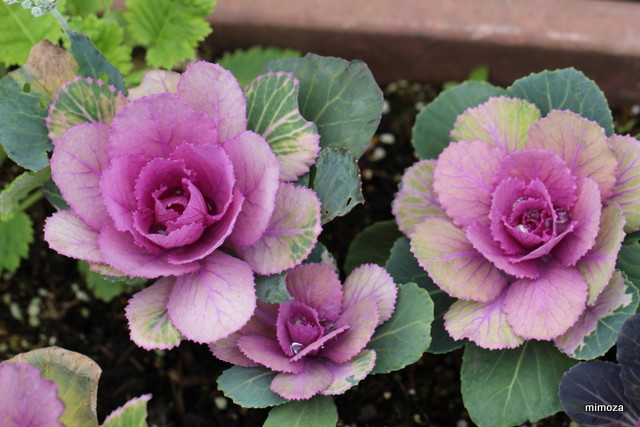 f:id:mimozaai:20190114214622j:plain