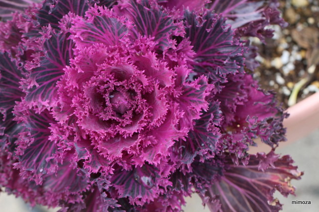 f:id:mimozaai:20190114214645j:plain