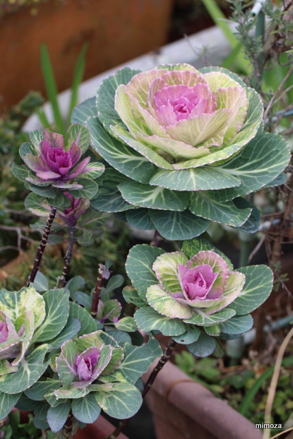 f:id:mimozaai:20190114214711j:plain