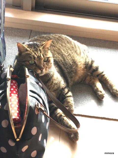 f:id:mimozaai:20190129222532j:plain