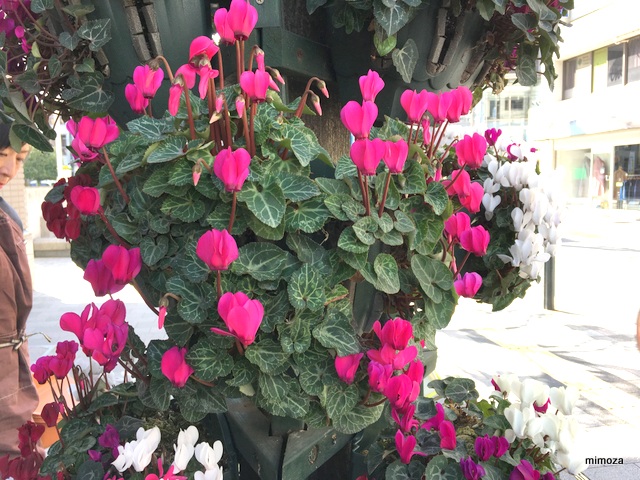 f:id:mimozaai:20190214214804j:plain f:id:mimozaai:20190214214804j:plain