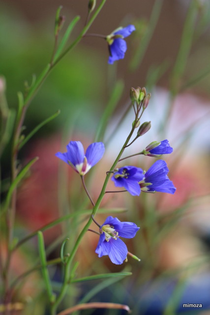 f:id:mimozaai:20190221192004j:plain f:id:mimozaai:20190221192004j:plain