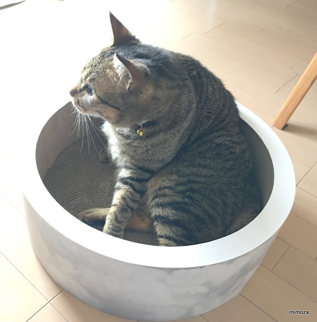 f:id:mimozaai:20190223220221j:plain f:id:mimozaai:20190223220221j:plain