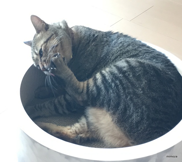 f:id:mimozaai:20190223220249j:plain f:id:mimozaai:20190223220249j:plain