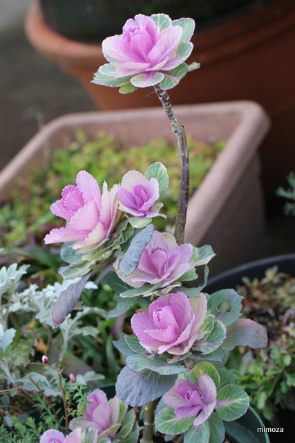 f:id:mimozaai:20190301210136j:plain f:id:mimozaai:20190301210136j:plain